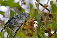 Thamnophilus doliatus